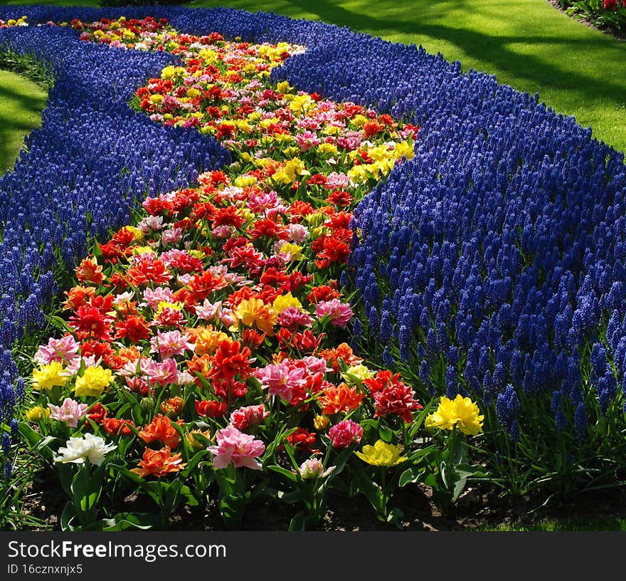 Beautiful field of spring flowers with tulips and muscari
