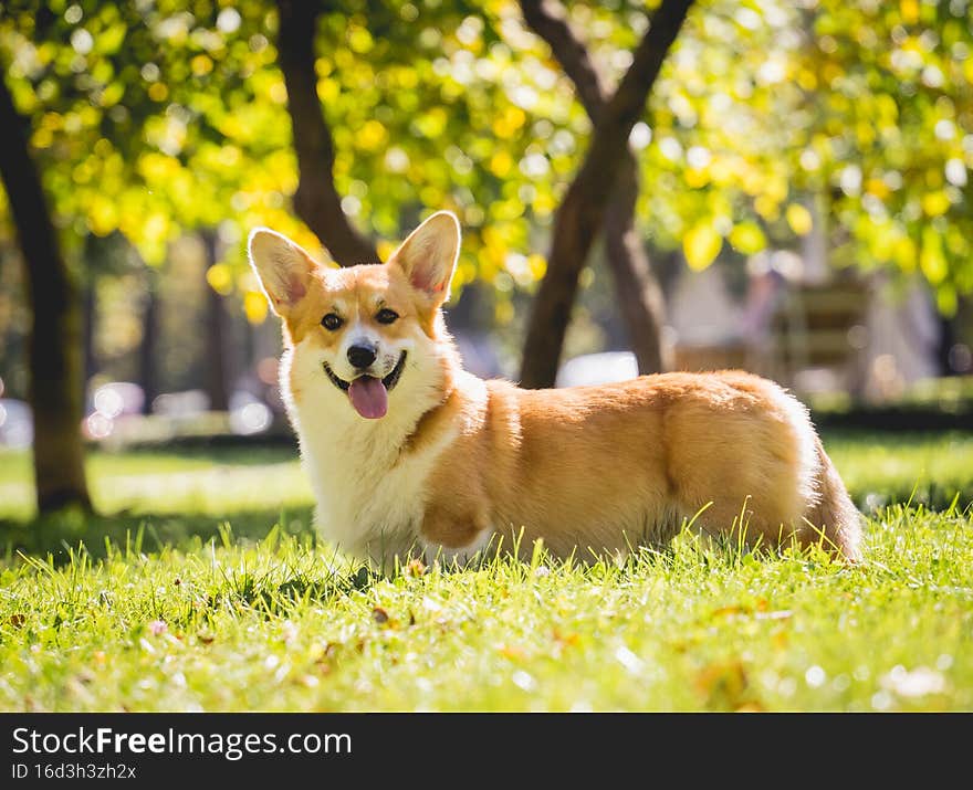 Portrait of cute welsh corgi dog at the park.