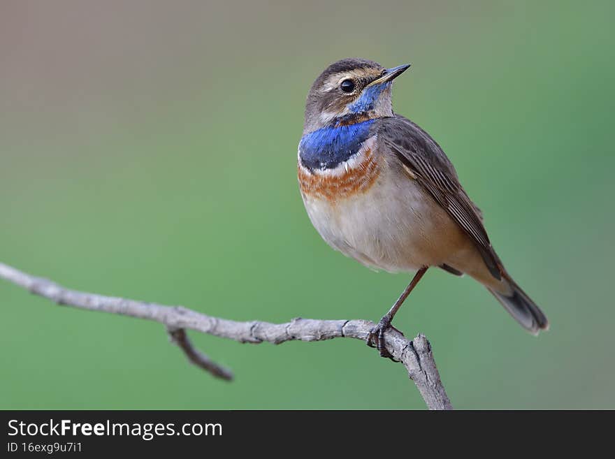 Fat bird with vivid orange and fresh blue feathers on its chest proudly perching on thin branch, male of bluethroat luscinia svecica
