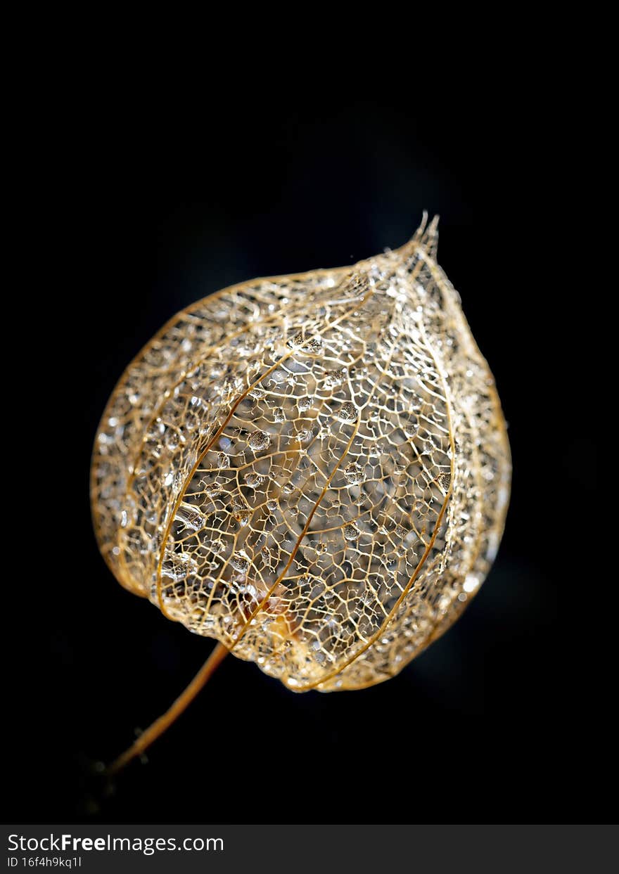 Physalis peruviana. Cape Gooseberry with dew drops in the detail