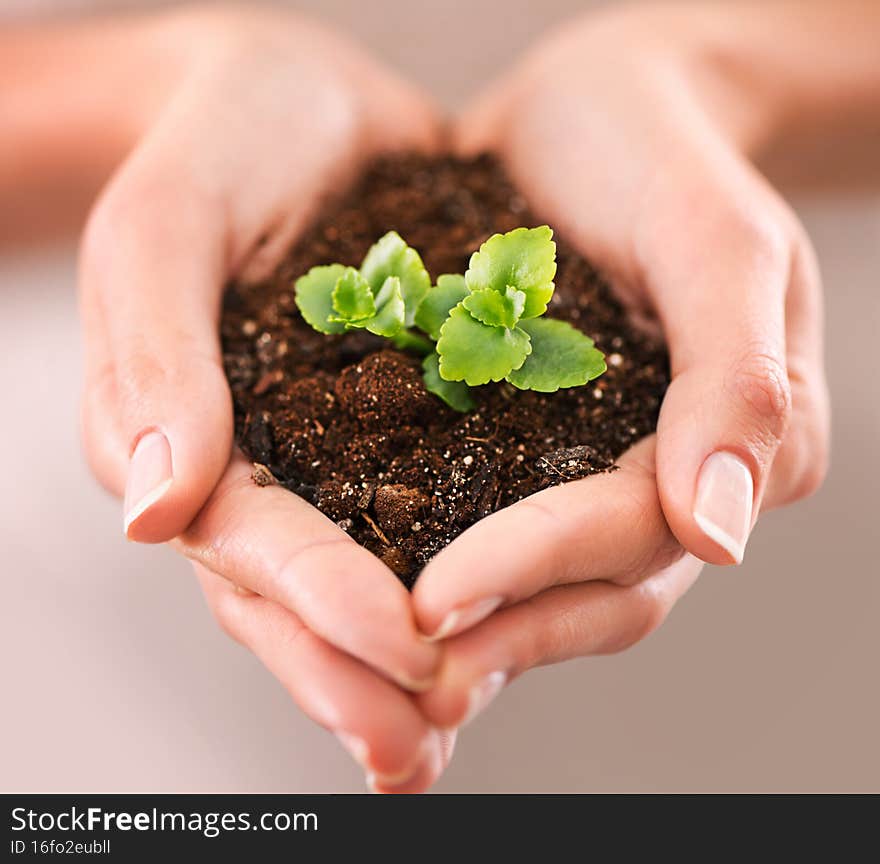 Potential for growth. Closeup shot of cupped hand holding a small seedling.