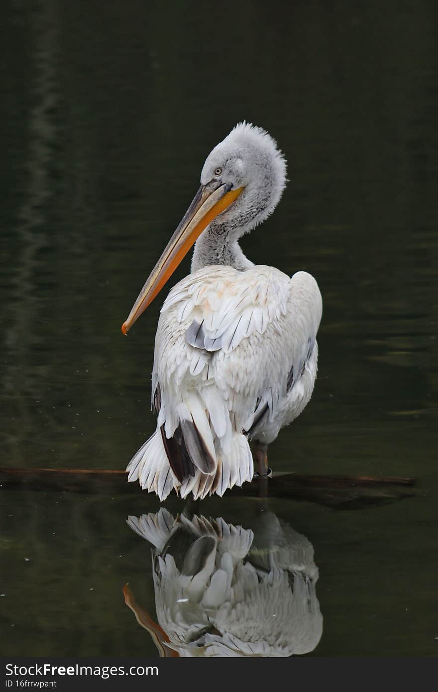 A stern glance from a Dalmatian pelican