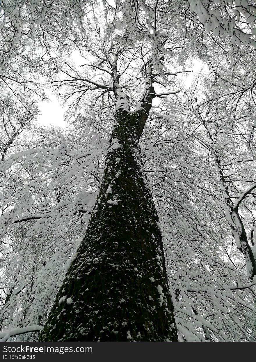 View of the tree trunk up to the treetop with snow in winter. View of the tree trunk up to the treetop with snow in winter