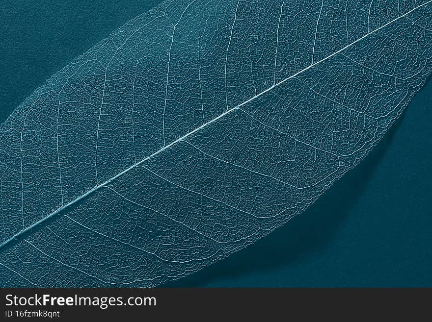 Skeleton magnolia leaf template for text and design. macro photography. abstract composition as a background_
