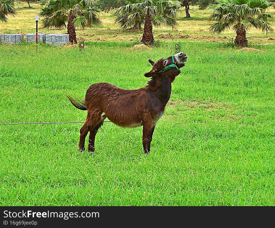 The donkey stands on a green meadow. In the background are trees