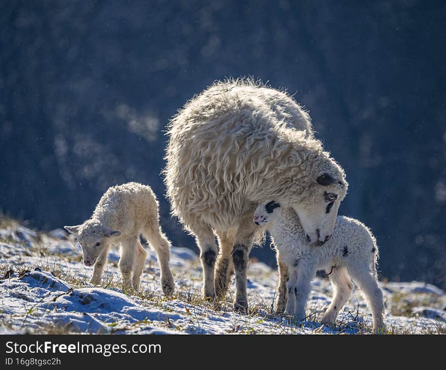 Cute newborn lambs on a farm - close up - early spring