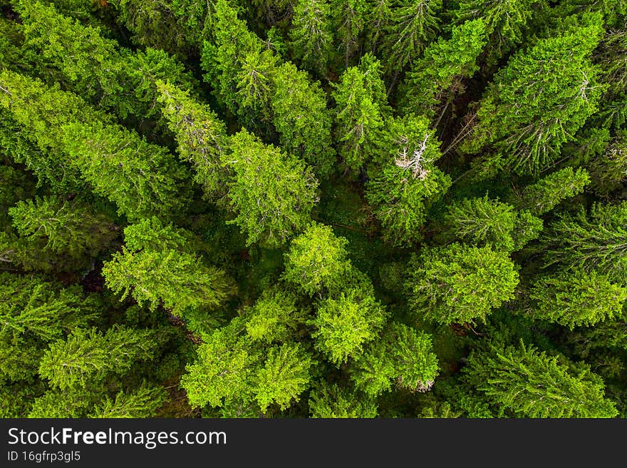 Forests of the world. Aerial view over a beautiful fir forest with a lot of trees. Amazing green color.