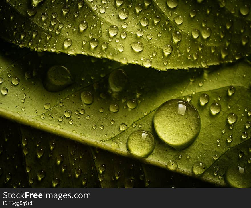 Water drops on a green leaf. Water drops on a green leaf