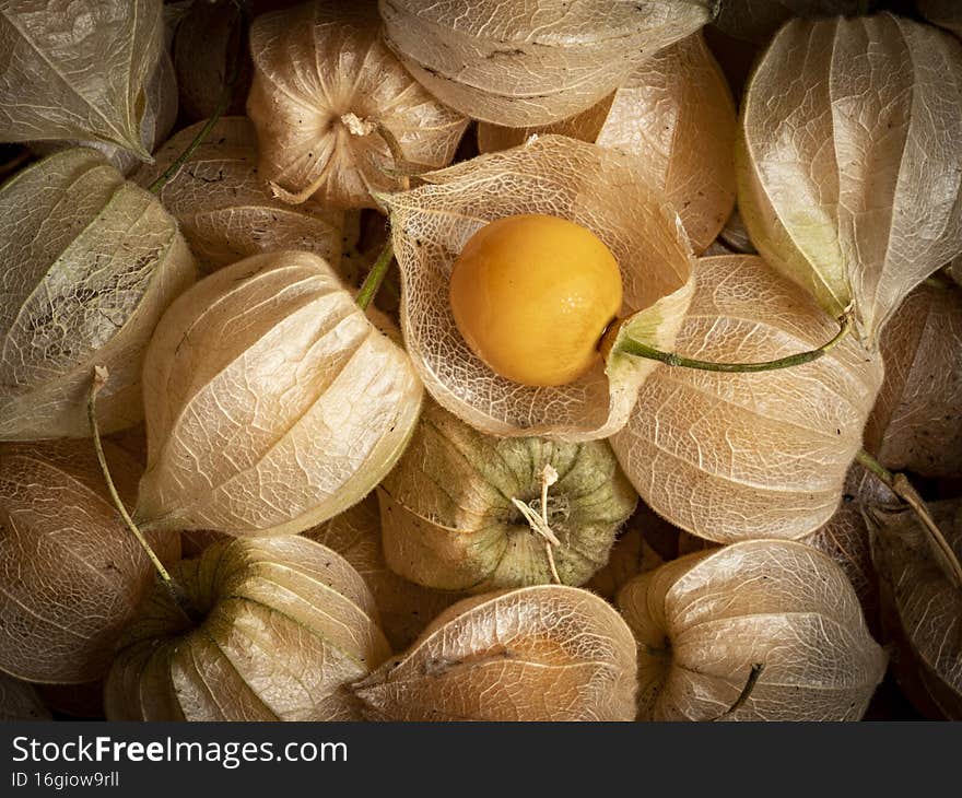 Physalis peruviana. Cape Gooseberry close up