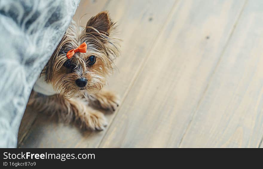 Yorkshire terrier peeks out from under the bed. Space for text.