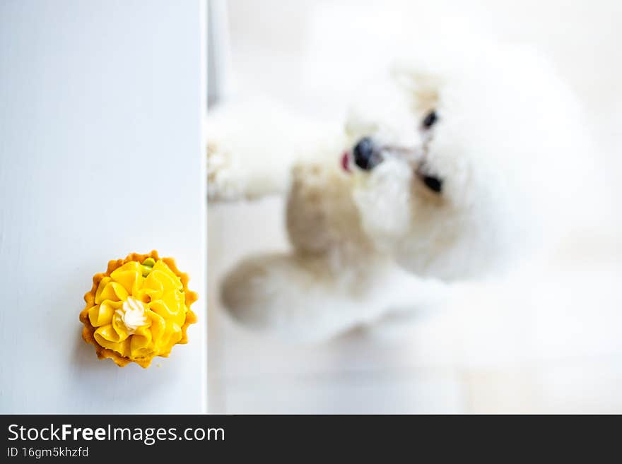 white dog trying to eat yellow pancake with cream from the table copyspace .