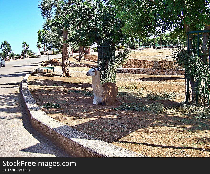 Lama Alpaca lie in the shade under a tree