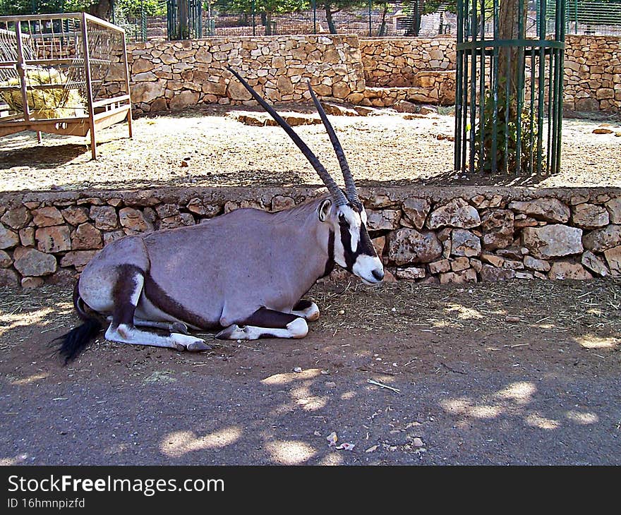 Oryx antilope lies in the shade