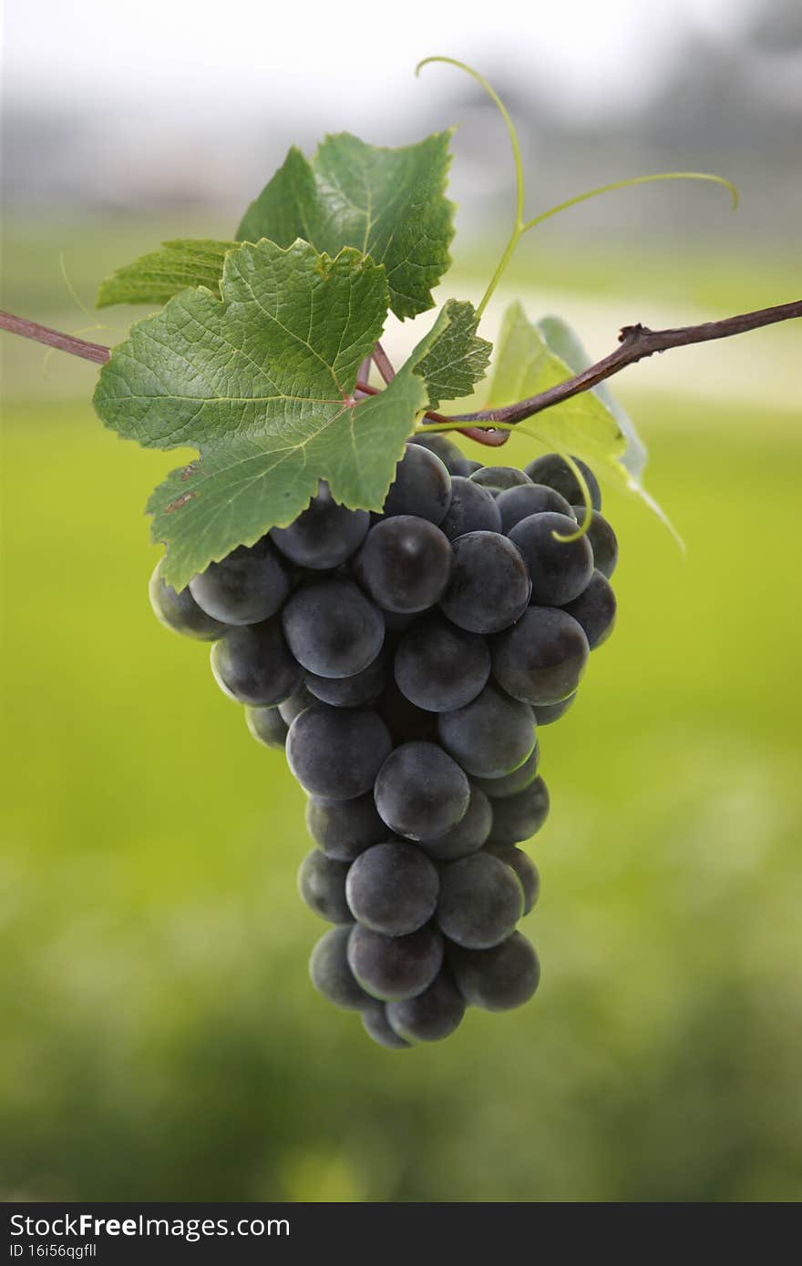 Fresh bunches of grapes hanging on a vine branch