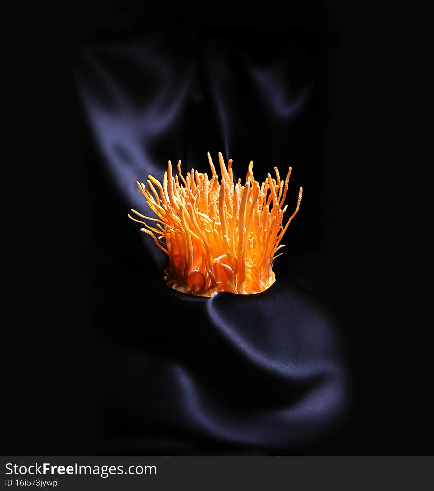 Cordyceps Cordyceps, good for health and used as a herbal medicine. Cordyceps Cordyceps, good for health and used as a herbal medicine