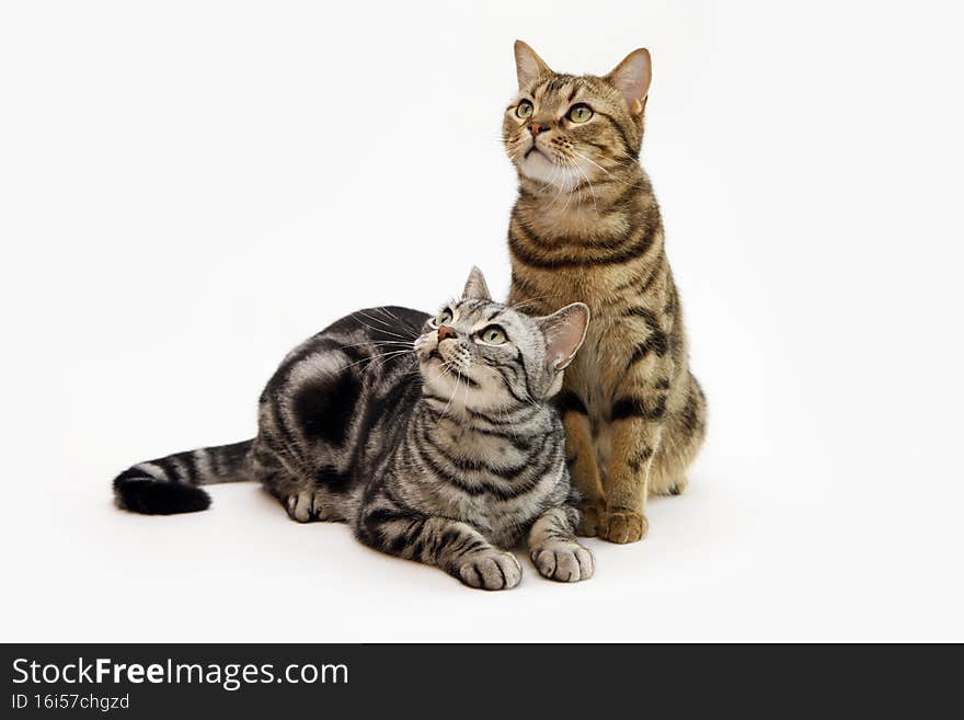 Cute and adorable American Shorthair cat and white background
