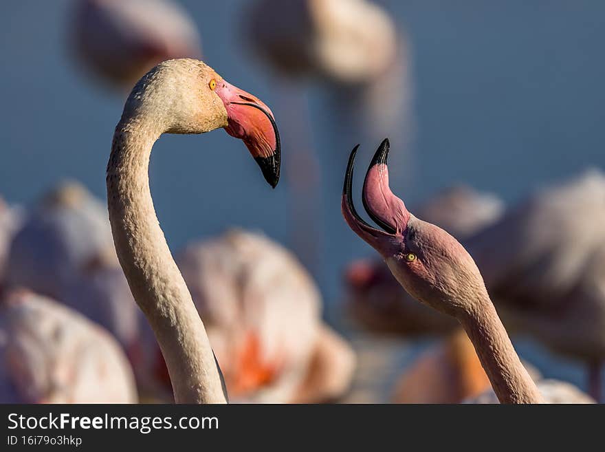 Portrait of a pink flamingo on a pond in Camargue, France