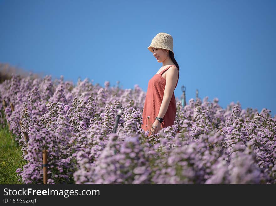 Young happy traveler Asian woman sightseeing on Margaret Aster flowers field in garden at Khao Kho, Thailand, relaxing on vacation
