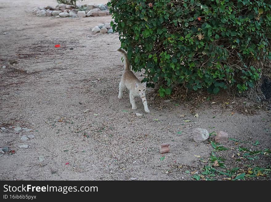 Red smooth-haired cat in the park. Dahab, South Sinai Governorate, Egypt