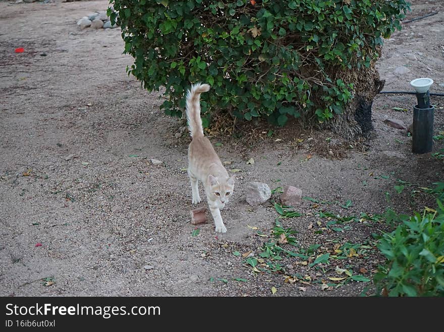 Red smooth-haired cat in the park. Dahab, South Sinai Governorate, Egypt