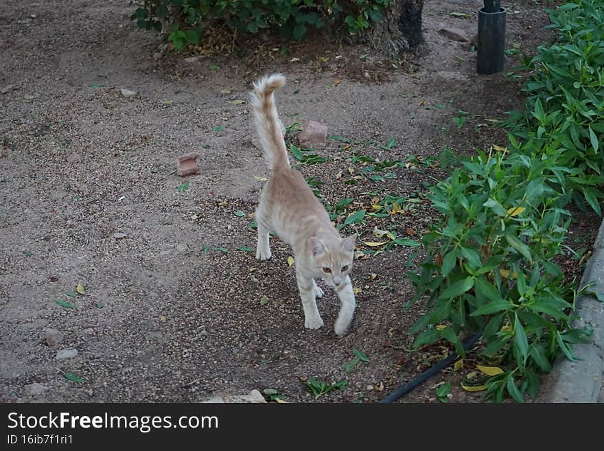 Red smooth-haired cat in the park. Dahab, South Sinai Governorate, Egypt