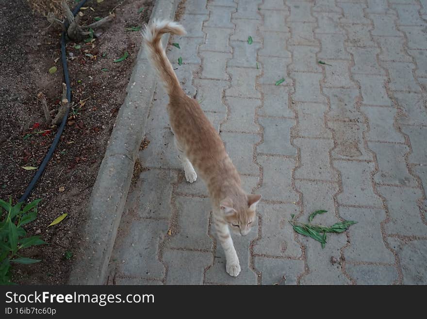 Animals in Egypt. Red smooth-haired cat in the park. Dahab, South Sinai Governorate, Egypt