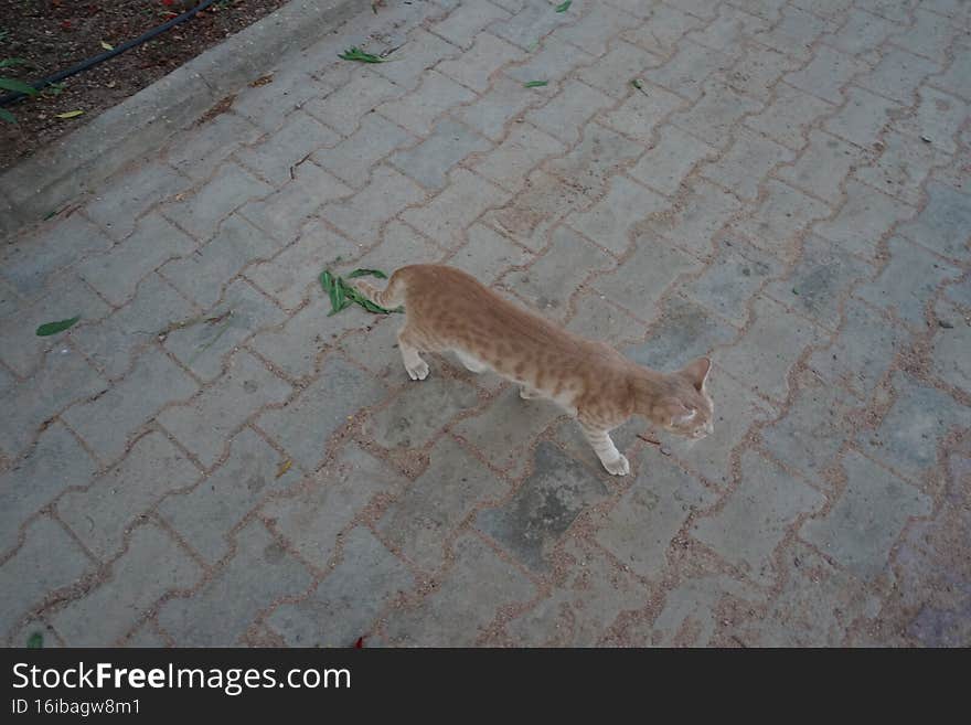 Animals in Egypt. Red smooth-haired cat in the park. Dahab, South Sinai Governorate, Egypt