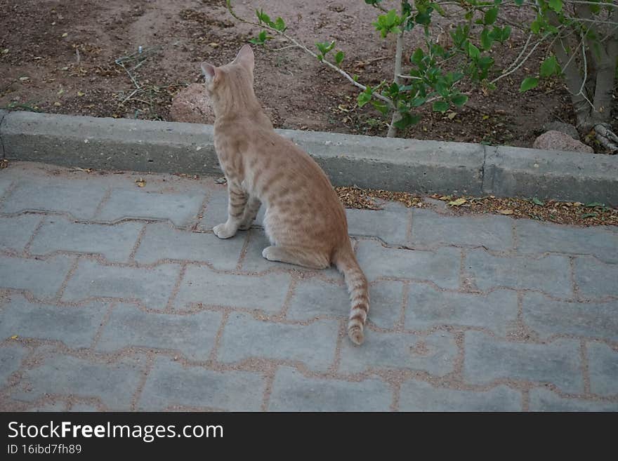 Animals in Egypt. Red smooth-haired cat in the park. Dahab, South Sinai Governorate, Egypt