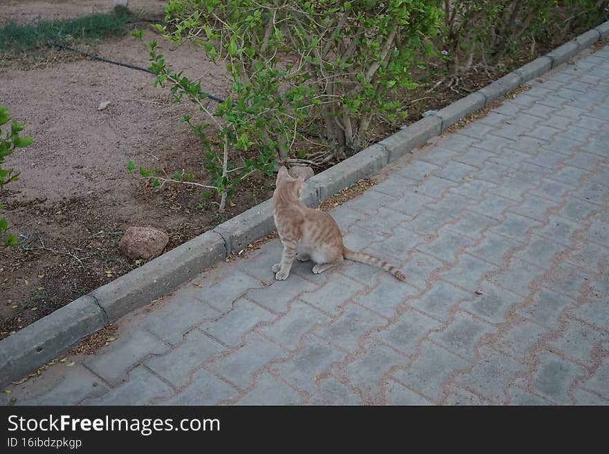 Animals in Egypt. Red smooth-haired cat in the park. Dahab, South Sinai Governorate, Egypt