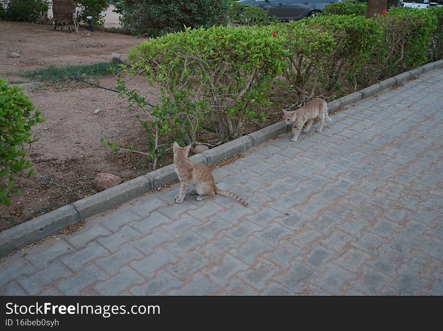 Animals in Egypt. Red smooth-haired cats in the park. Dahab, South Sinai Governorate, Egypt