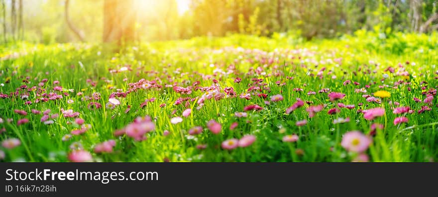 Meadow with lots of white and pink spring daisy flowers