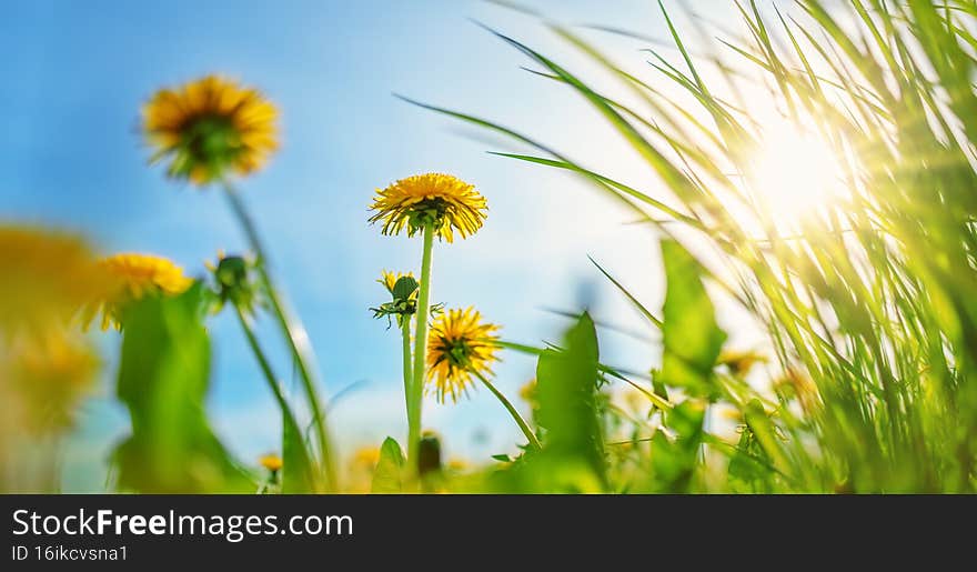Yellow dandelions on the spring field on sunlight. Beautiful background of the colourful field in natural park.