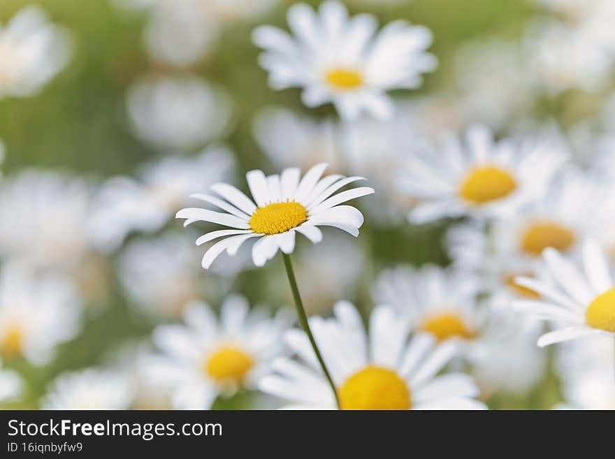 Nature background with wild flowers camomiles. Soft focus. Close up.