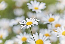 Nature Background With Wild Flowers Camomiles. Royalty Free Stock Images