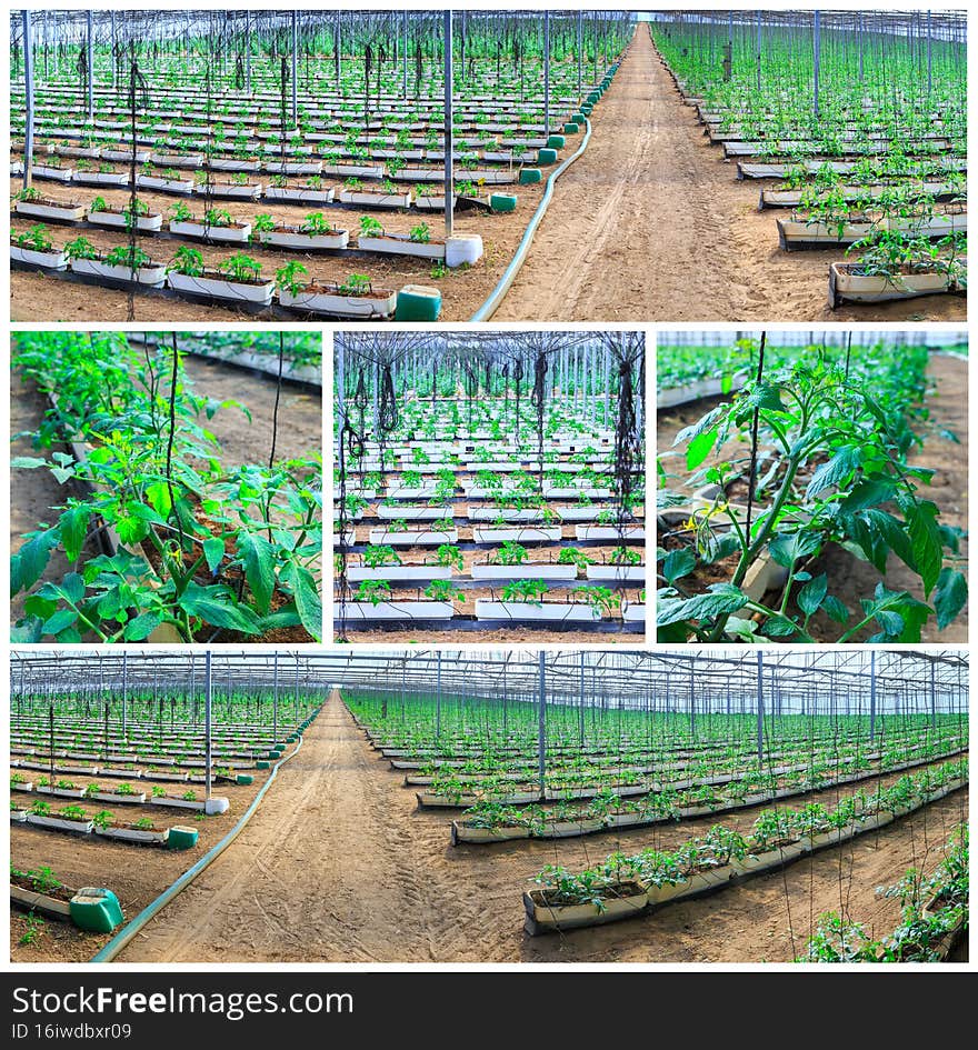 Set of photos. Flowering plants of tomatoes growing in the pots, inside giant plantation of hydroponic greenhouse. Modern