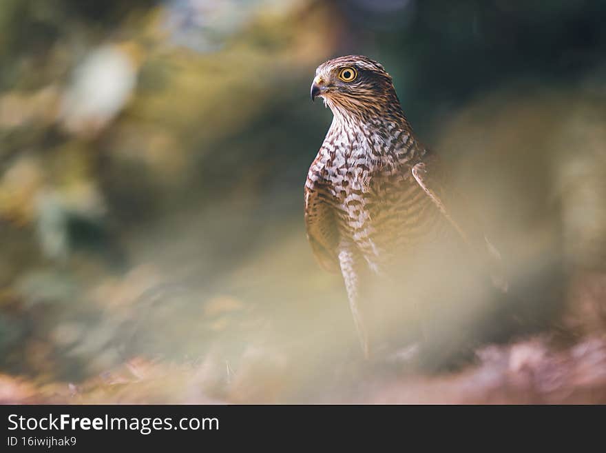 Eurasian sparrowhawk in the autumn forest. Northern sparrowhawk.