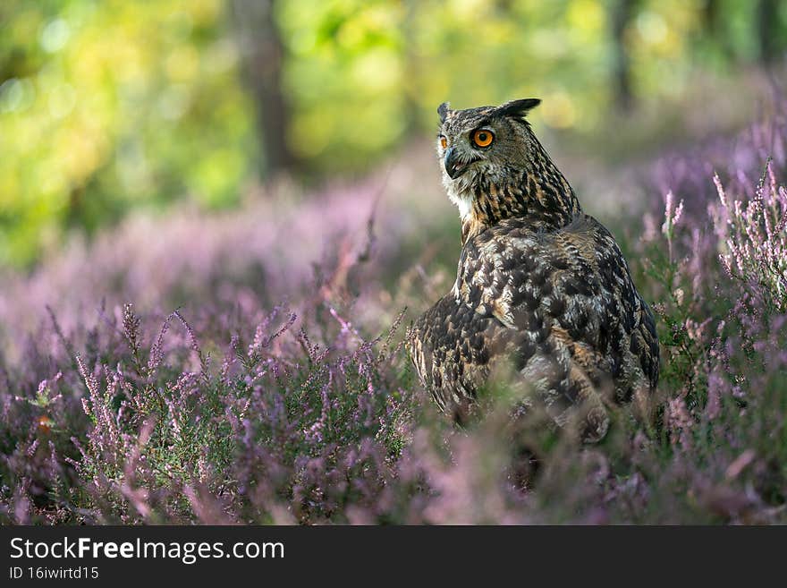 Eagle owl in the purple heather. Forest nature with big owl. Bubo bubo.