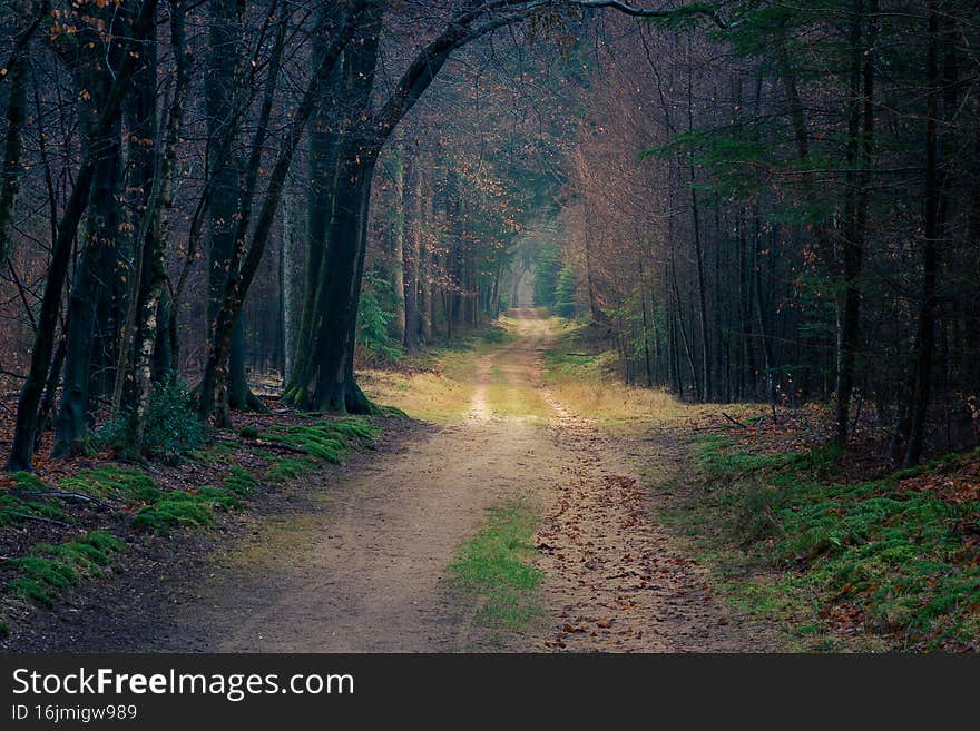 Autumn trees with winding dirt road and fall colors. Autumn trees with winding dirt road and fall colors