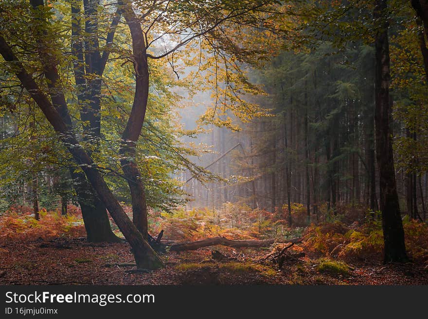 Foggy forest at early morning dawn. Landscape  in dreamy misty forest with sun rays