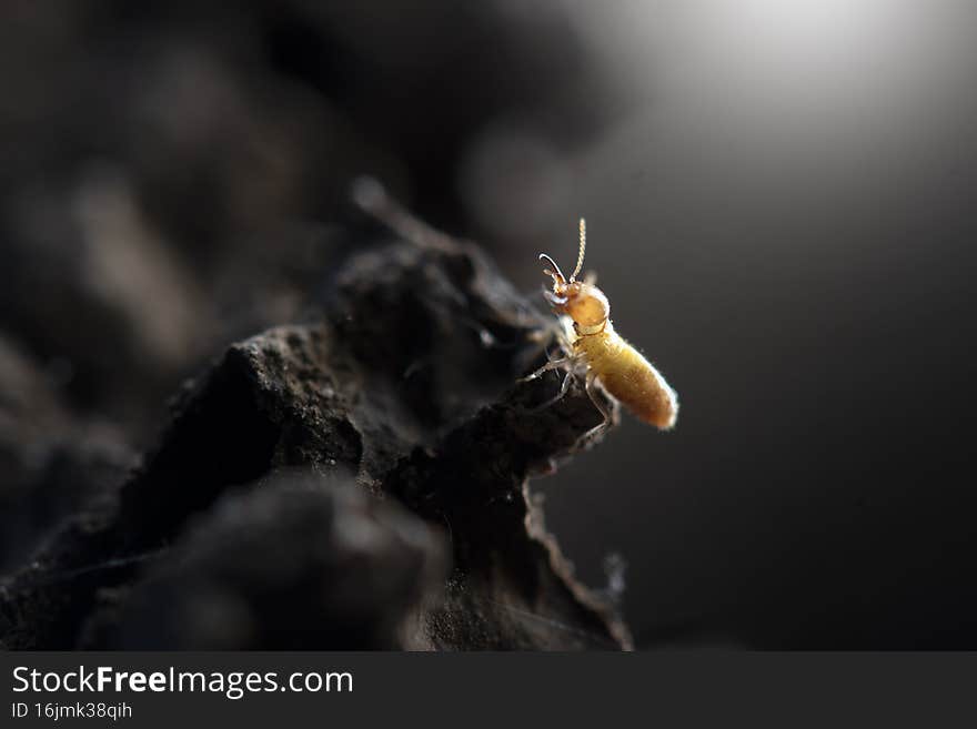 Termites with Termite mound in nature background.