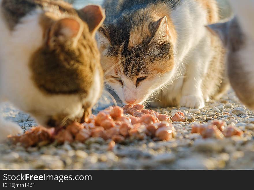 Close up of street cats eating cat food. Close up of street cats eating cat food.