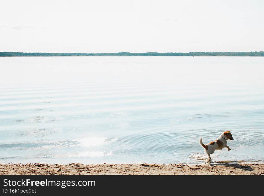 Funny active dog jack russell terrier jumping, running along beach near water on summer sunny day. Selective focus on playful purebred pet in nature, side view. Animal theme with copy space