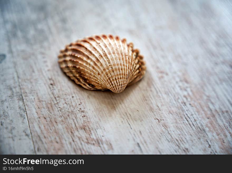 Close-up of yellow-orange seashell