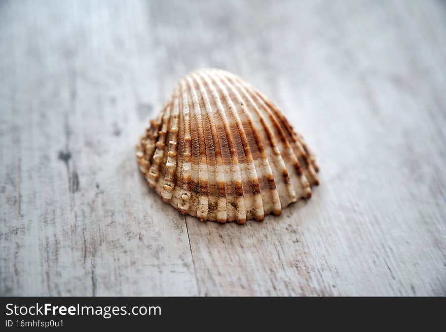 Close-up photo of yellow-orange seashell. Close-up photo of yellow-orange seashell