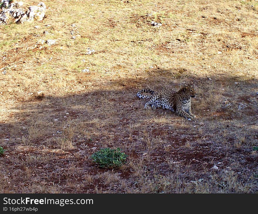 Tiger lies on the grass in the savanna