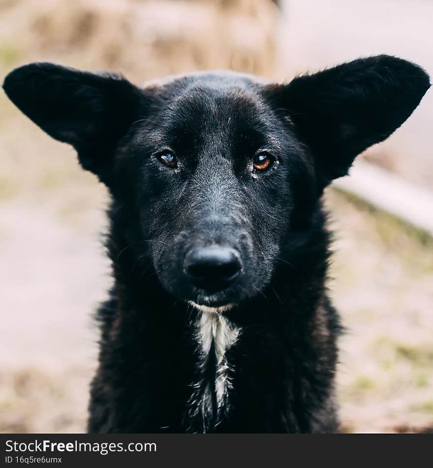 The friendly black dog with injured eye close up portrait, clever eyes and big ears