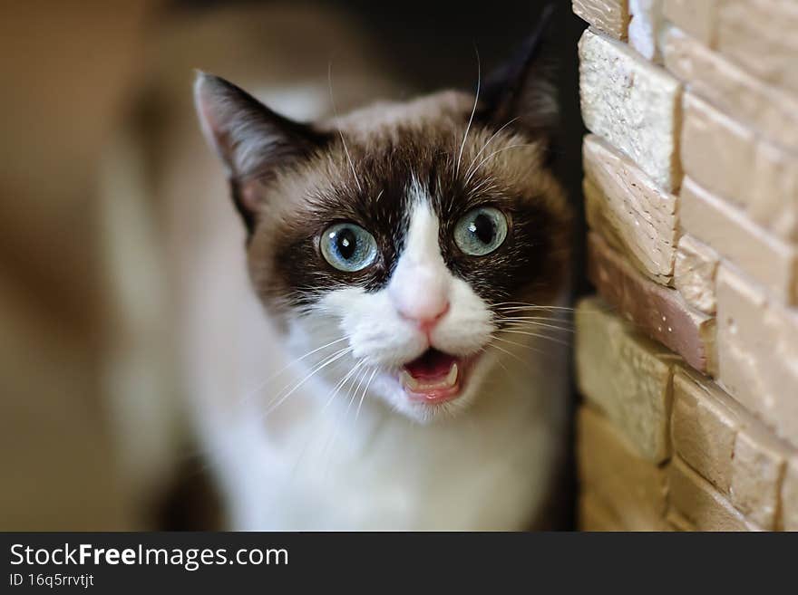 Portrait of cute cat with black circles over its eyes, pet in home, kitty