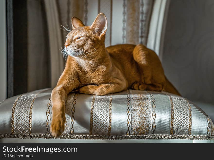 Red cat of Abyssinian breed lies on chair in important pose. Cose-up.