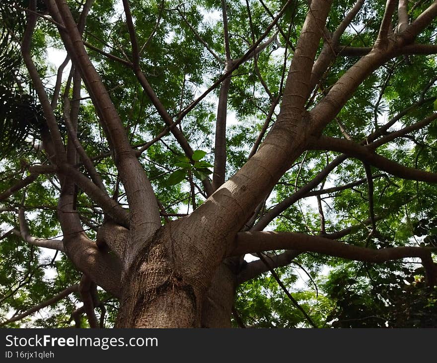 Beautiful And Exotic A Greeny Tree In Mid Town, Jakarta, Indonesia - 2022