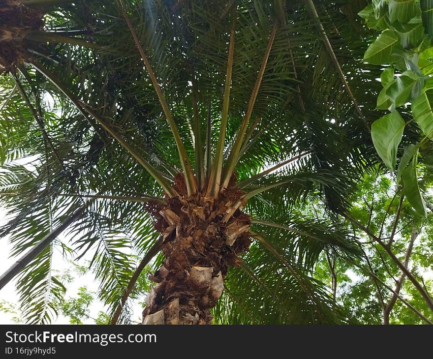 Exotic palm tree with green leaves, Jakarta, Indonesia - 2022. Palm trees many used for greeny and garden or park